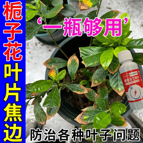 【开爆了】栀子花营养液专用肥防黄叶烂根掉花苞催开花肥料