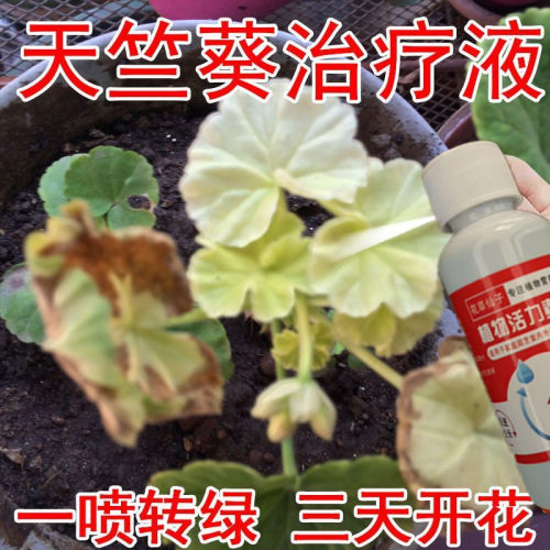 天竺葵营养液生根促开花黄叶烂根救治叶斑病灰霉病白粉虱专用花肥