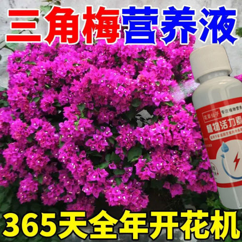 【一喷就开】三角梅专用营养液催花花团大磷酸二氢钾专用肥新型肥