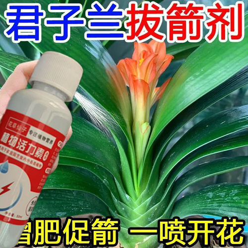 【开爆盆】君子兰专用肥促箭剂催花肥治黄叶不开花植物专用营养液