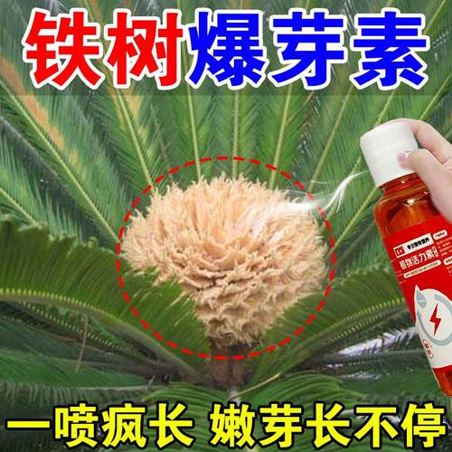 铁树爆芽专用营养液促发芽生根助生长急救叶子发黄干枯卷叶落叶肥