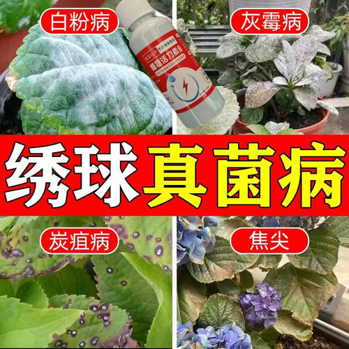急救】绣球花专用营养液防焦叶打蔫闷根不开花延花期新型肥