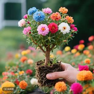 太阳花老桩多色重瓣耐寒庭院阳台易养活四季种植植物太阳花苗带根