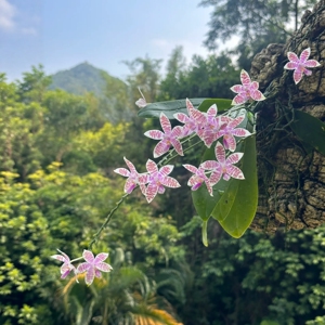 山采象形文字蝴蝶兰实生苗象形斑纹柑橘香室内桌面趣味兰花绿植
