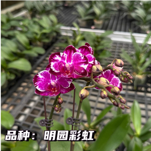 明园彩虹带花剑3.0寸成熟苗蝴蝶兰苗室内外易繁殖紫水晶耐阴花卉