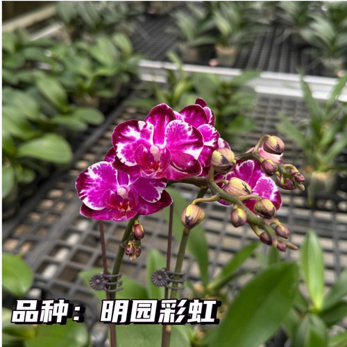 彩虹带花剑3.0寸成熟苗蝴蝶兰