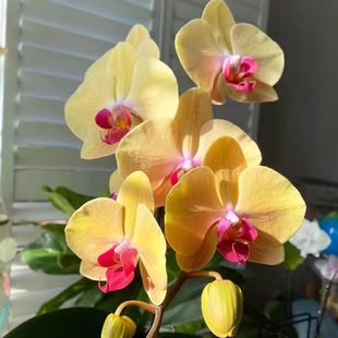 桂冠黄金龙蝴蝶兰苗3.0寸半成熟苗带花剑花期更长久大苗易养活