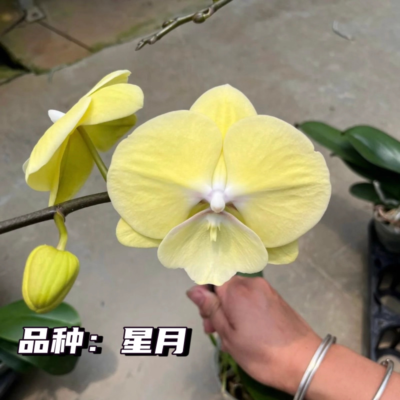 星月大舌头蝴蝶兰苗3.0寸成熟苗带花剑新手入门易繁殖耐阴单剑