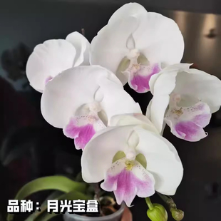 蝴蝶兰苗月光宝盒3.0杯成熟苗带花剑四季好养活单剑室内花卉