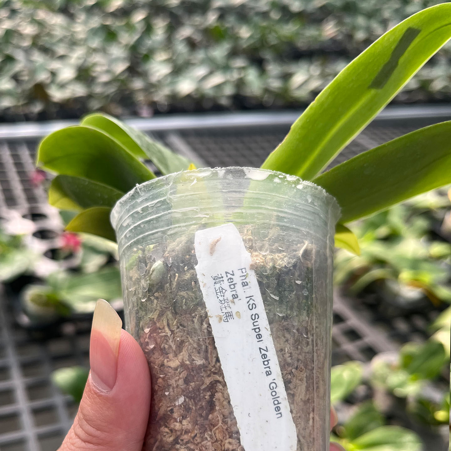 2代黄金斑马绿植花卉杂交兰蝴蝶兰优质室内兰花斑马兰精品浓香型