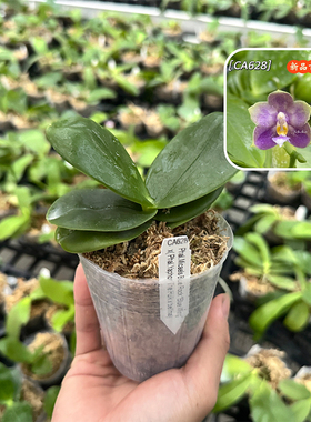 CA628紫色蝴蝶兰紫花小型植物桌面装饰室内好养好养花卉四季建兰