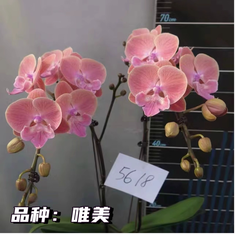 唯美蝴蝶兰苗3.0寸成熟苗单剑好养活耐阴花卉基地直发持久粉蝶兰