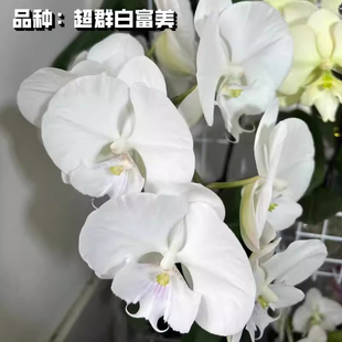 超群白富美蝴蝶兰 3.0寸大苗成熟苗带花剑花期更长久室内阳台