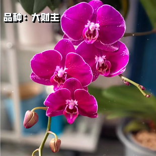 紫红色大财主蝴蝶兰苗2.5寸碳棉新苗带花剑盆栽室内乔迁好养单梗