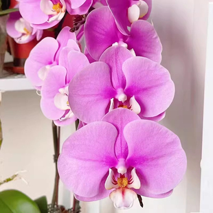 紫红色安娜蝴蝶兰苗2.5寸碳棉新苗室内桌面易养活带花剑新手易养