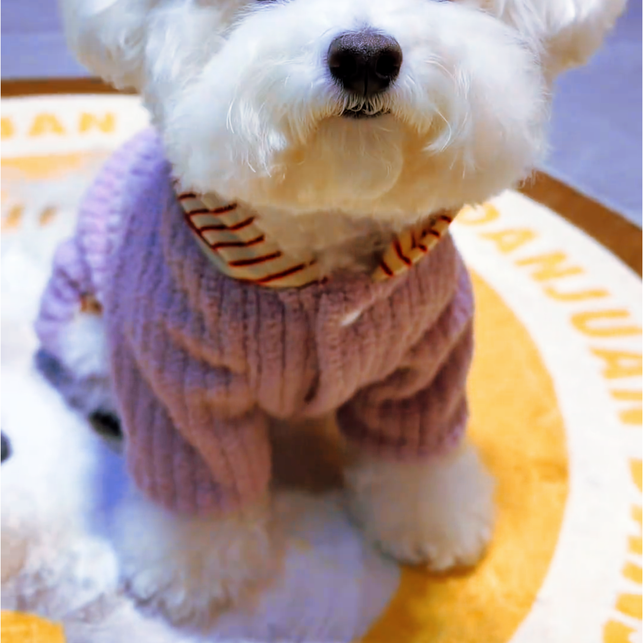 狗狗衣服小狗衣服秋冬季新款暖绒星星带帽四脚衣泰迪比熊小型犬服