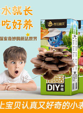 考拉精灵蘑菇盒秀珍菇/桃红平菇