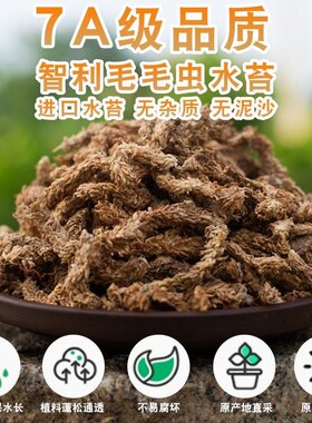 智利水苔进口苔藓蝴蝶兰兰花植料