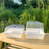 多肉育苗盘叶插盘播种盆多肉盆整理筐白色加厚扦插盘 加高盖