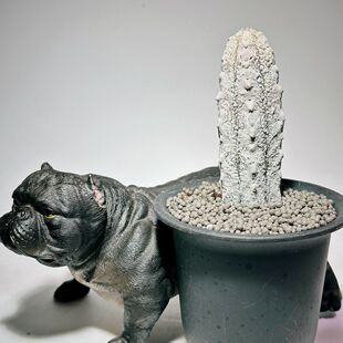 灰亚狄麒麟 水泥柱亚迪麒麟 Euphorbia abdelkuri 大戟科多肉植物