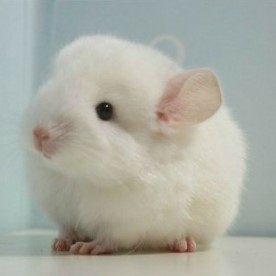 全宠物龙猫活物幼崽活体标灰米色粉白银斑包邮