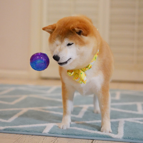 沙丘猫狗狗玩具独处犬大中型柴犬