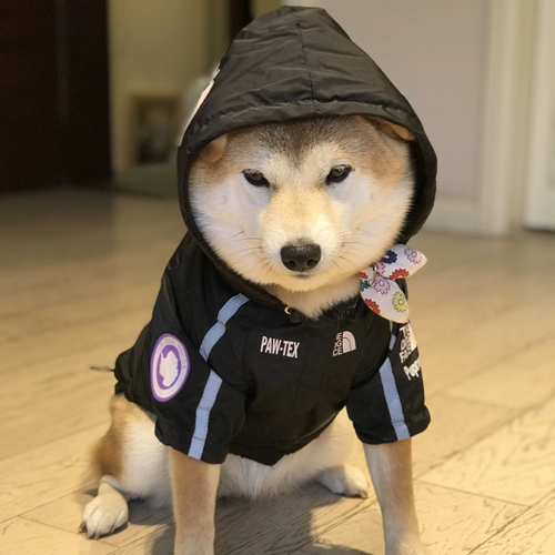 Джалочная куртка ветрозащитная плюшка Шиба Ину Корги