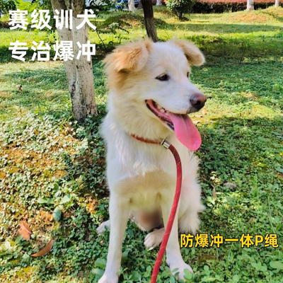 BeauGo贝宝捷狗狗牵引绳狗绳P绳