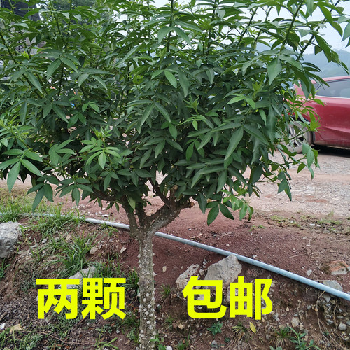 花椒树花椒树苗木阳台重庆盆栽