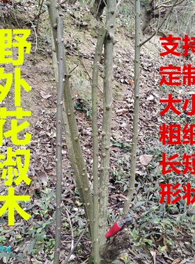 四川重庆花椒木棍棒条鸟笼站木调教宠物风水用品自制磨牙棒包邮