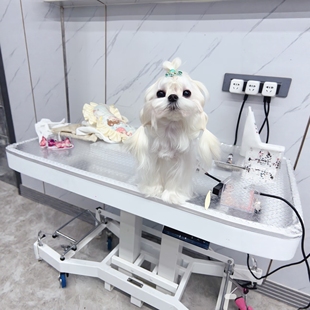 玛尔济斯幼犬纯种马尔济斯狗狗宠物狗小型犬成年犬