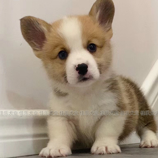 柯基幼犬混血长不大小型犬小短腿家养活体宠物狗可爱便宜黄白柯基