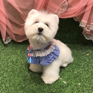 西高地幼犬纯种宠物狗狗小体幼犬活体