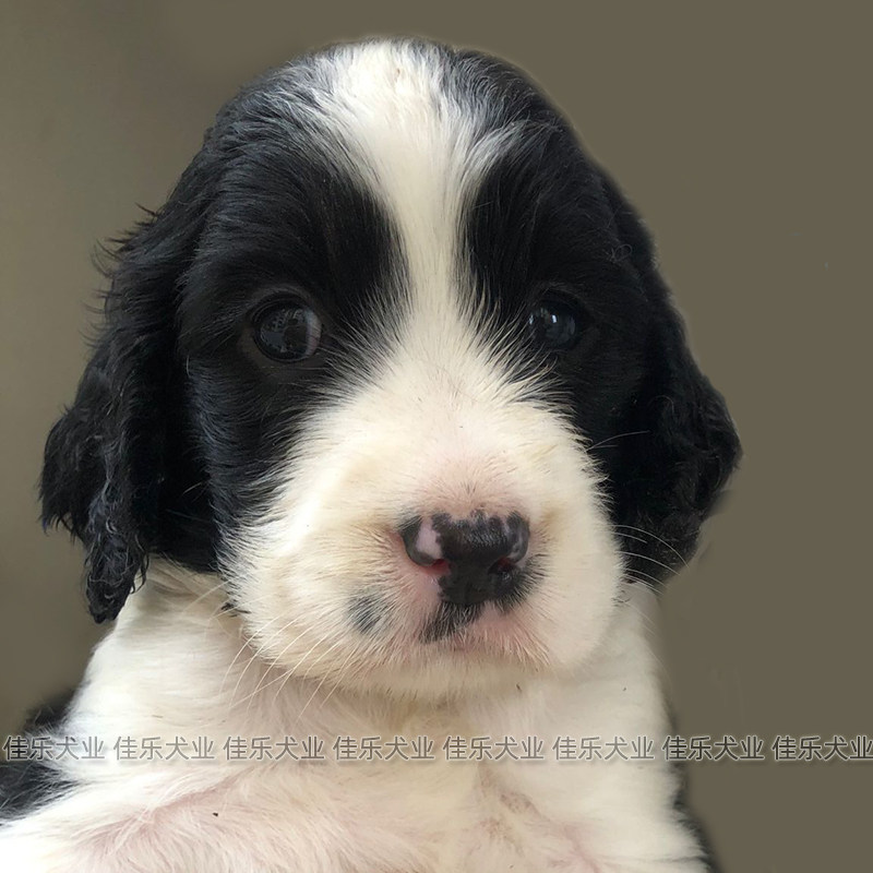 展示型史宾格犬纯种幼犬活体黑色精品狗狗工作犬缉毒犬犬舍直销