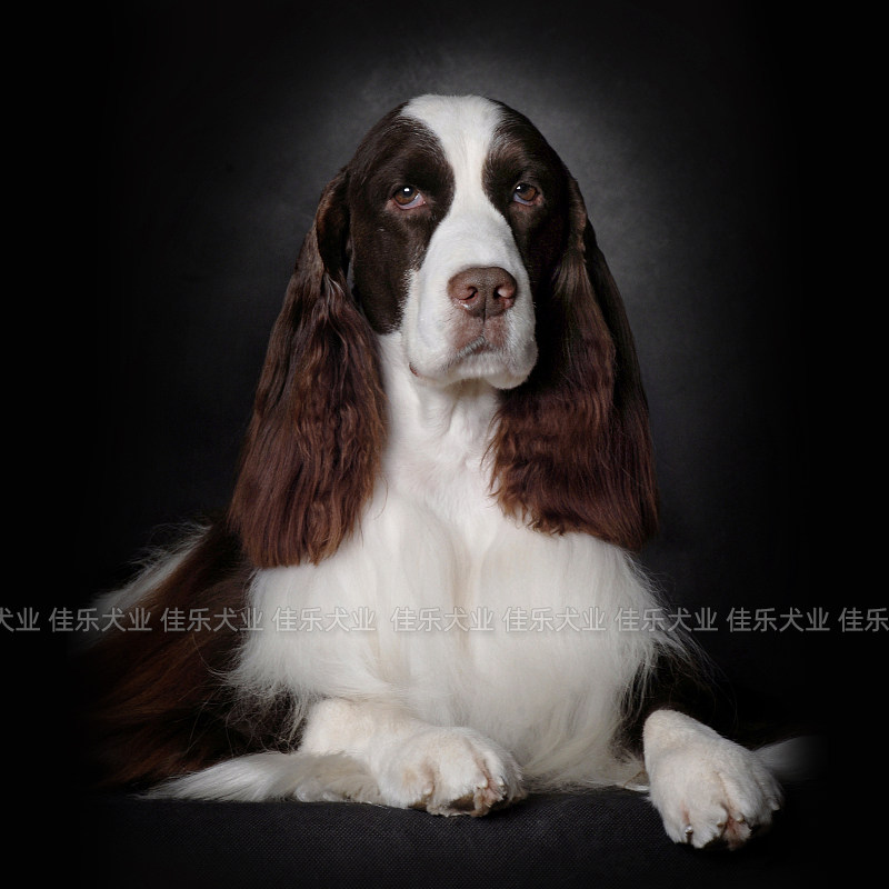 史宾格犬纯种幼犬成犬活体棕色咖啡色狗狗犬舍繁殖家养精品