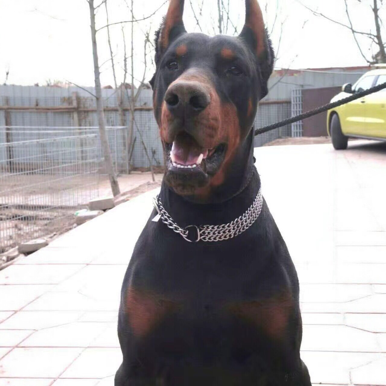 杜宾犬幼犬纯种大型犬看家护院爆胸公母都有杜宾犬舍北京