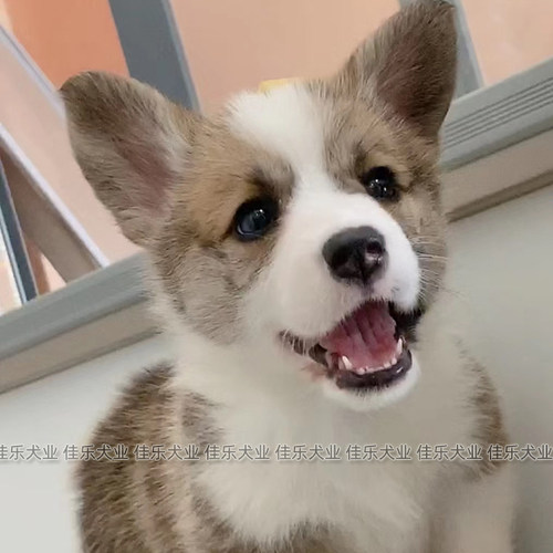 北京犬舍柯基金毛边牧柴犬泰迪萨摩巴哥西施马尔济斯西高地双色