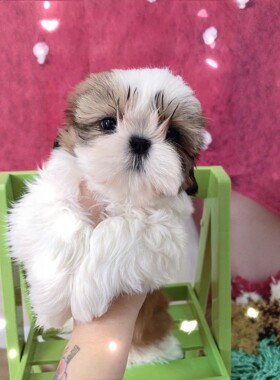 纯种西施犬幼犬活体宠物狗狗茶杯长毛公主犬小体