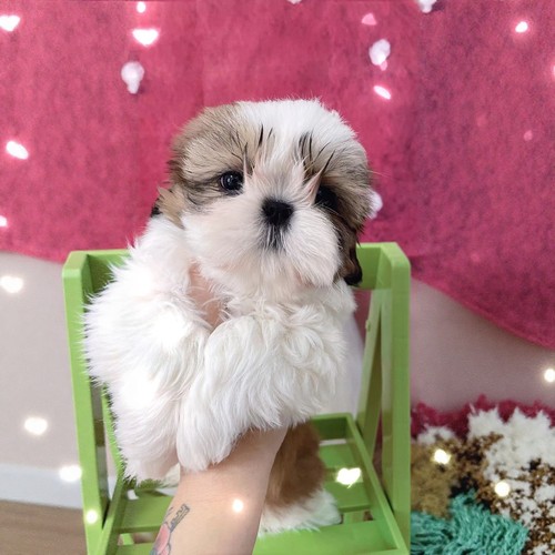 纯种西施犬幼犬活体宠物狗狗茶杯长毛公主犬小体