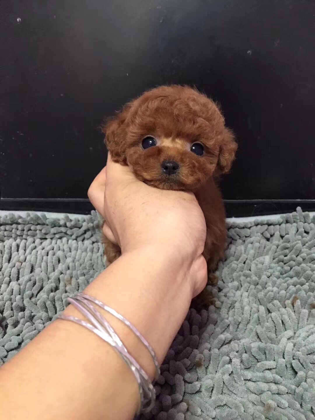 泰迪犬幼犬纯种活体红棕色娃娃脸圆脸温顺甜美可爱大毛量|msdalam kategori haiwan peliharaan/makanan haiwan dan bekalan, anjing - dari Buy2taobao.com untuk memberikan perkhidmatan ejen Taobao profesional membeli