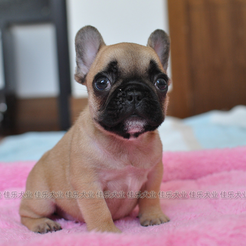 法牛幼犬纯种狗狗宠物犬小狗活体家养驼色法斗黑面罩红牛小奶狗