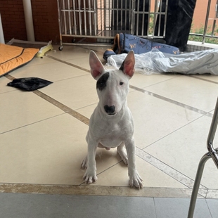 纯种牛头梗幼犬海盗眼宠物狗狗活体伴侣犬弟弟稀有海盗公