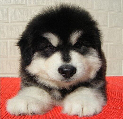 纯种阿拉斯加雪橇犬幼犬狗狗黑十字公母都有支持支付宝外地发货