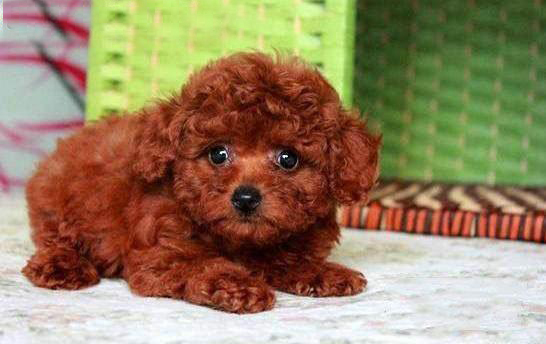 純種活體玩具紅色幼犬
