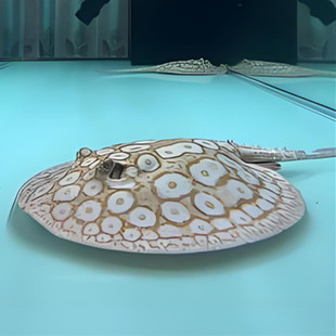 渔场直销白子虹鱼龙鱼配鱼底层鱼白子魟鱼苗底层鱼白子魟鱼苗子