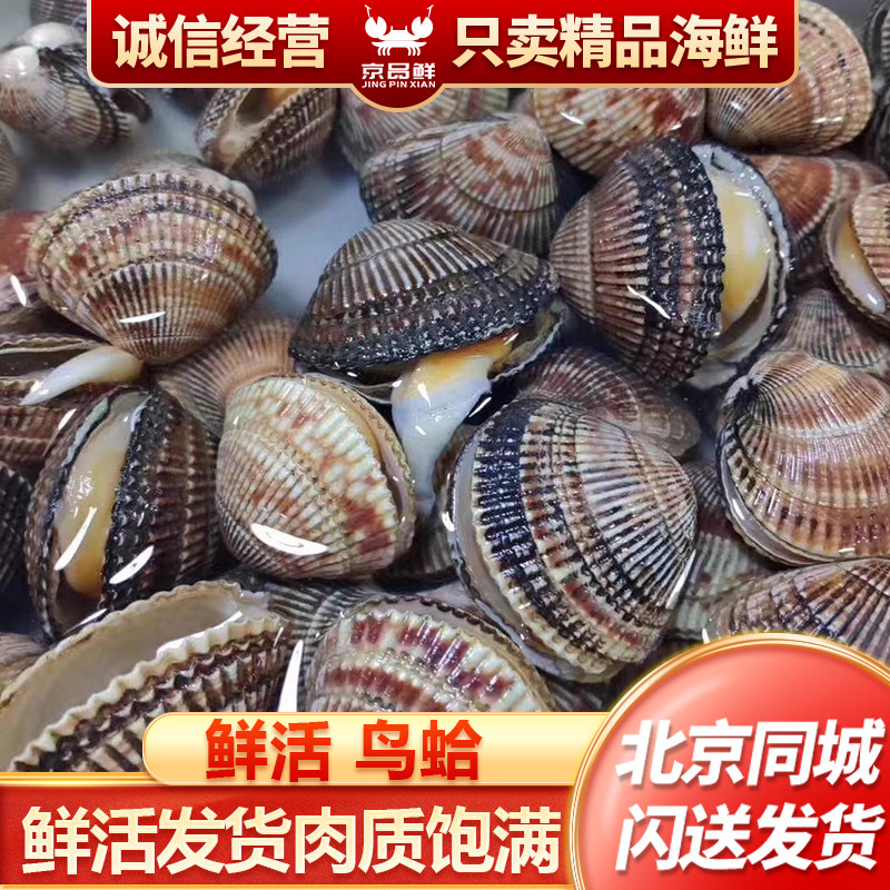 北京闪送 500g 鸟贝 鲜活 鸟蛤 新鲜贝类 海鲜水产 野生