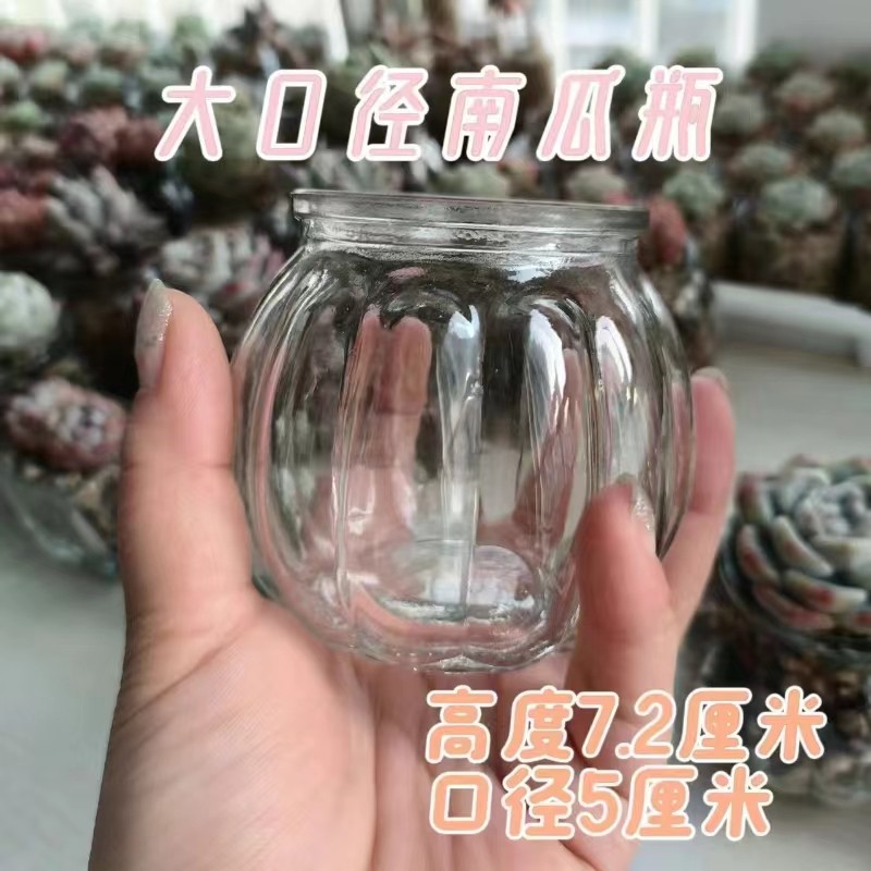 10只大口径瓶子室内植物水培多储物罐