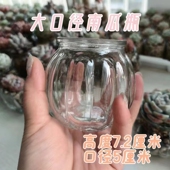 10只大口瓶子径室内植物水培多肉玻璃空瓶精控种植南瓜杯花盆