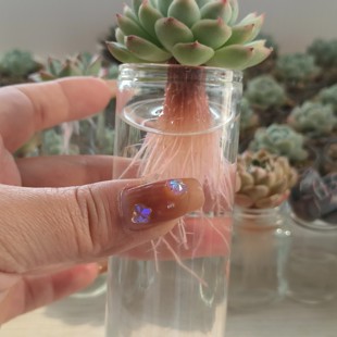 多肉玉露水培玻璃花瓶杯子ins高颜值水培多肉植物器皿