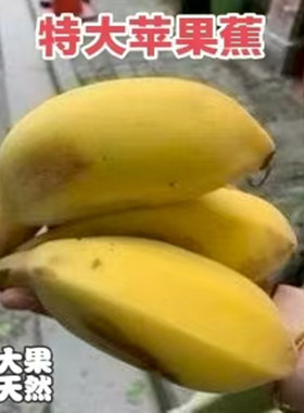 特大果正宗苹果蕉 香蕉新鲜5斤自然熟当季水果整箱小米蕉粉蕉芭焦